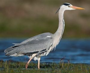 RundeInfoVoegelFischreiher03